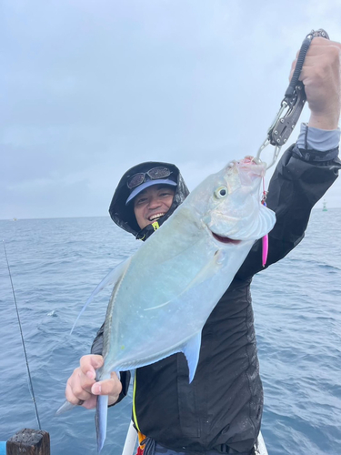 ナンヨウカイワリの釣果