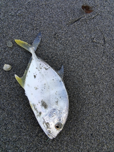 メッキの釣果