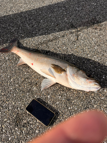 シーバスの釣果