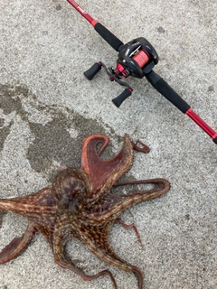 タコの釣果