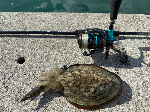 コウイカの釣果