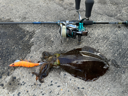 アオリイカの釣果