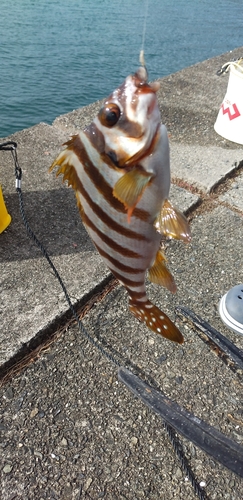 タカノハダイの釣果