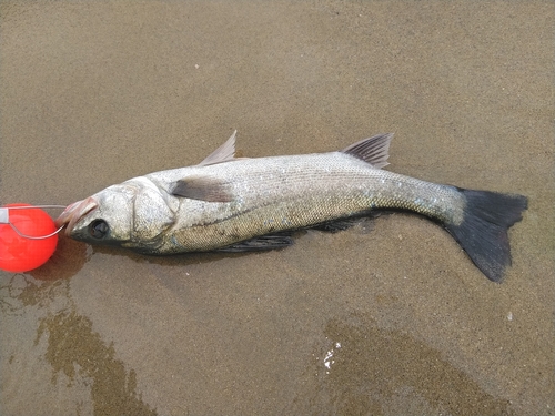 スズキの釣果