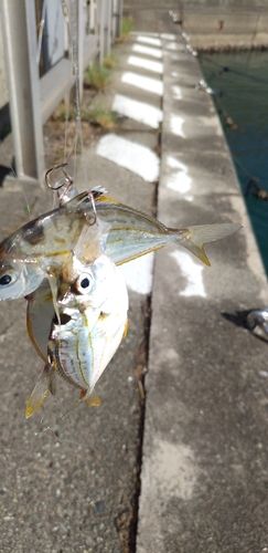 ヒイラギの釣果
