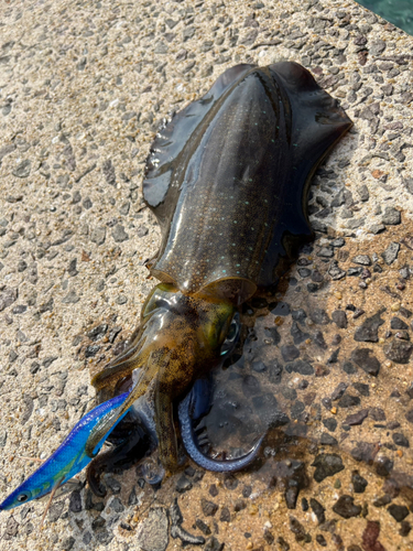 アオリイカの釣果