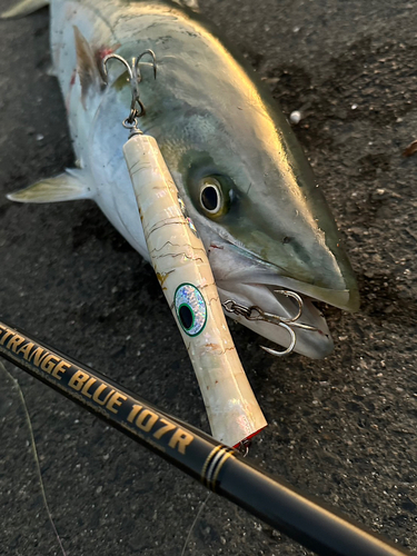 ハマチの釣果