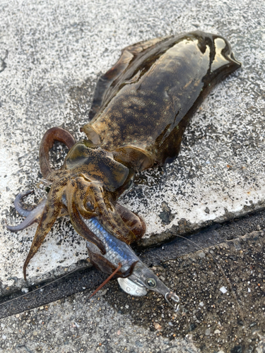 アオリイカの釣果