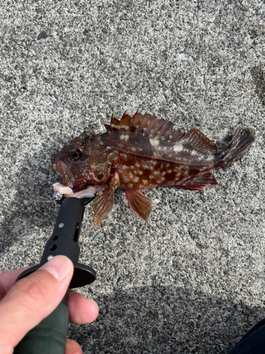 カサゴの釣果