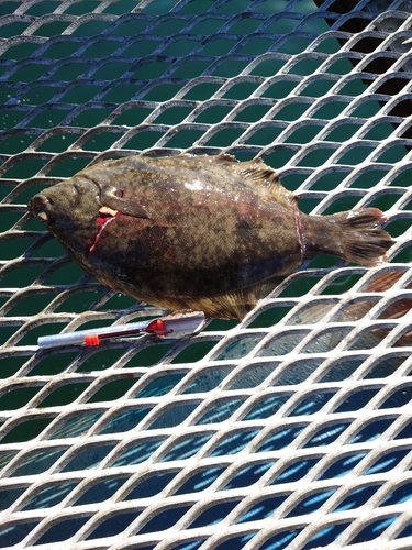 カレイの釣果