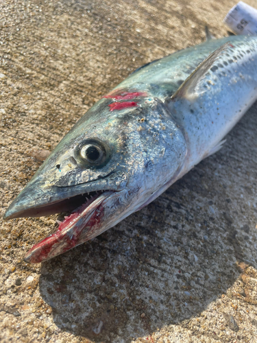 サゴシの釣果