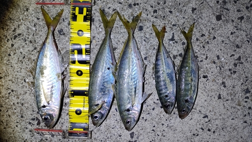 アジの釣果