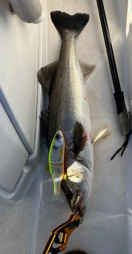 シーバスの釣果