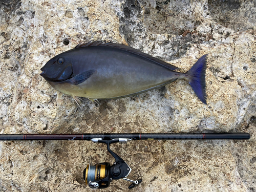 テングハギモドキの釣果