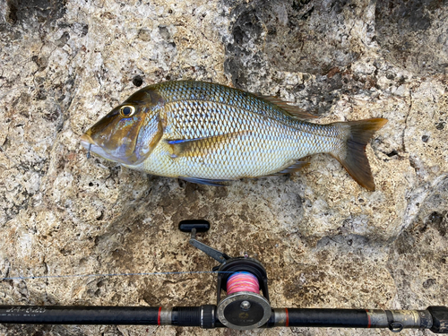 ハマフエフキの釣果