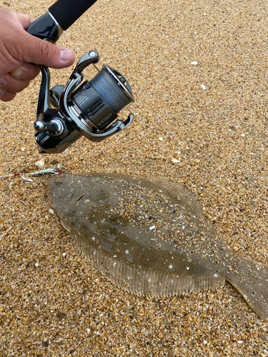 ヒラメの釣果