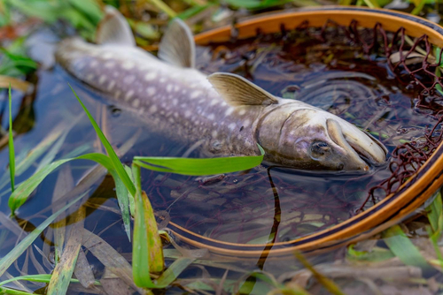 アメマスの釣果