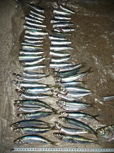 ウルメイワシの釣果