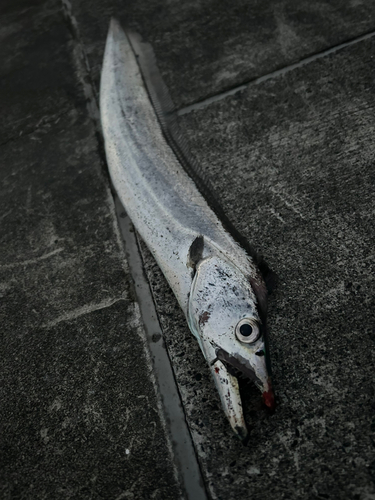 タチウオの釣果