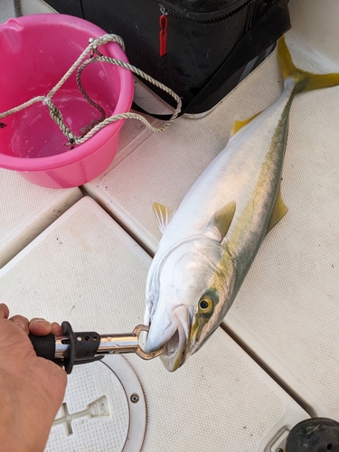 ハマチの釣果