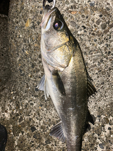 シーバスの釣果