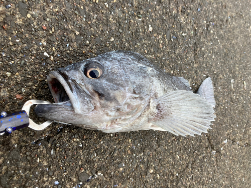 クロソイの釣果