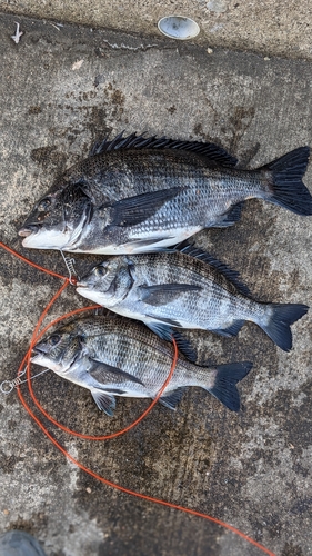 クロダイの釣果