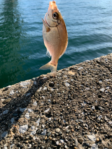 ウミタナゴの釣果