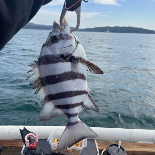 イシダイの釣果