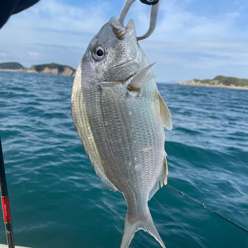 ヘダイの釣果