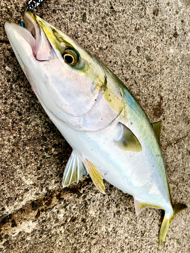 メジロの釣果