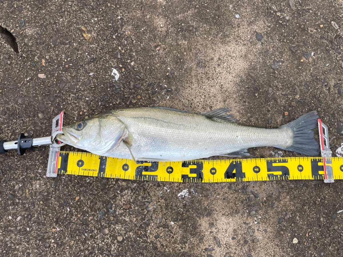 KP anglerさんの釣果 2枚目の画像