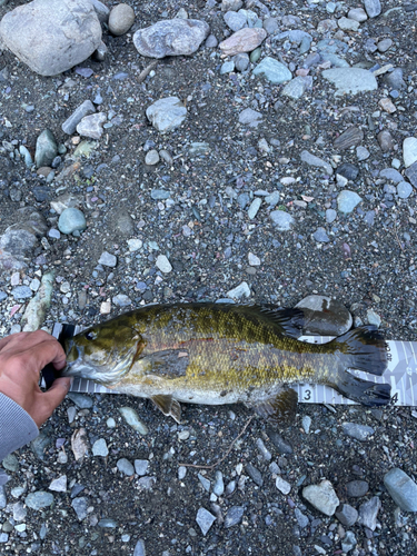 スモールマウスバスの釣果