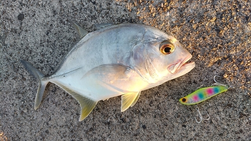 メッキの釣果