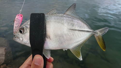 メッキの釣果