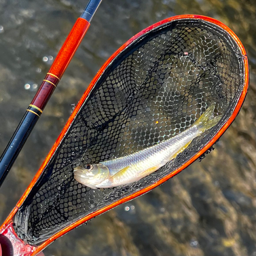 カワムツの釣果