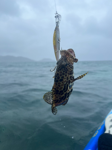 イシミーバイの釣果