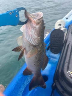 クルバニーアカジンの釣果