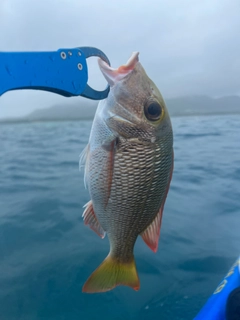 クチナジの釣果