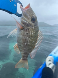 クチナジの釣果