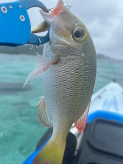 クチナジの釣果