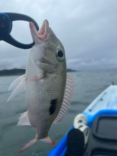 マトフエフキの釣果