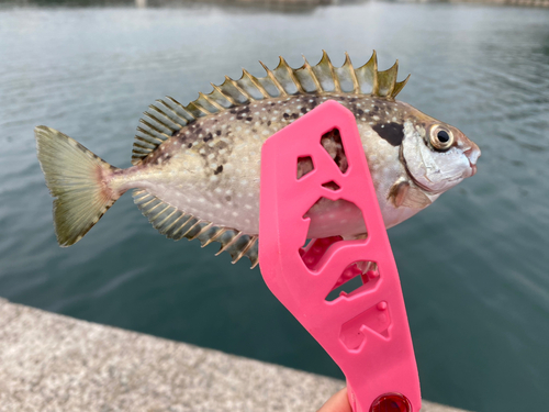 アイゴの釣果