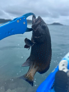 アオノメハタの釣果