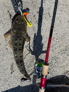 マゴチの釣果