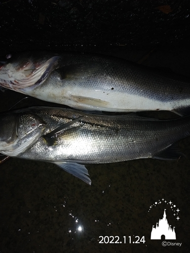 シーバスの釣果