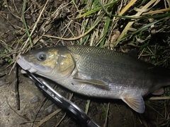 マルタウグイの釣果