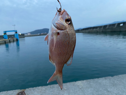 チャリコの釣果