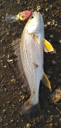 シログチの釣果