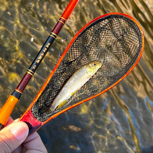 カワムツの釣果